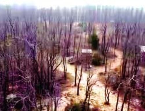 सूख गए साईं उपवन के 70 हजार पेड़, एनजीटी ने जताई चिंता