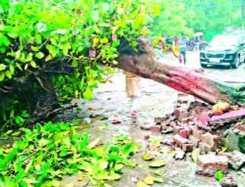 संजय नगर हनुमान मंदिर के पास गिरा विशाल बरगद का पेड़